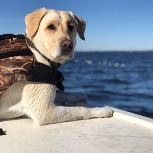 Meet your Posher, Stuart